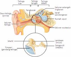 anatomi telinga dan fungsinya pdf